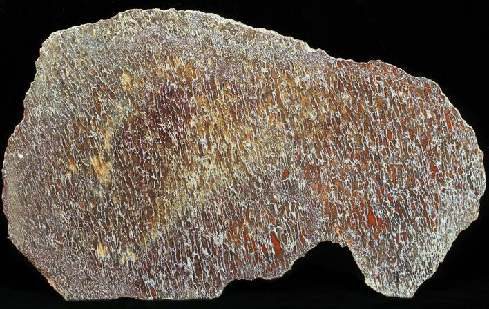 Polished Dinosaur Bone (Gembone) Section - Colorado #50785